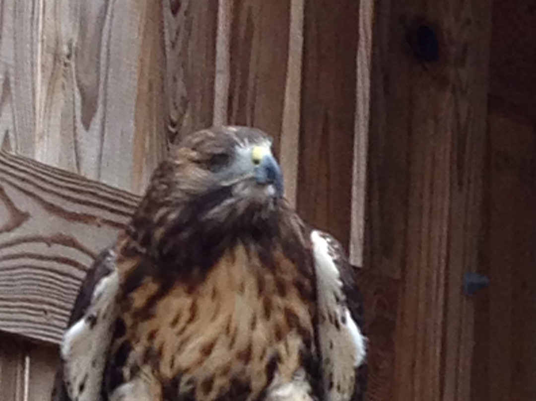 Wildlife Center of Virginia-韦恩斯伯勒必去景点