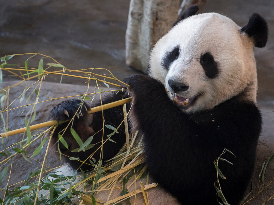 Ahtari Zoo景点图片