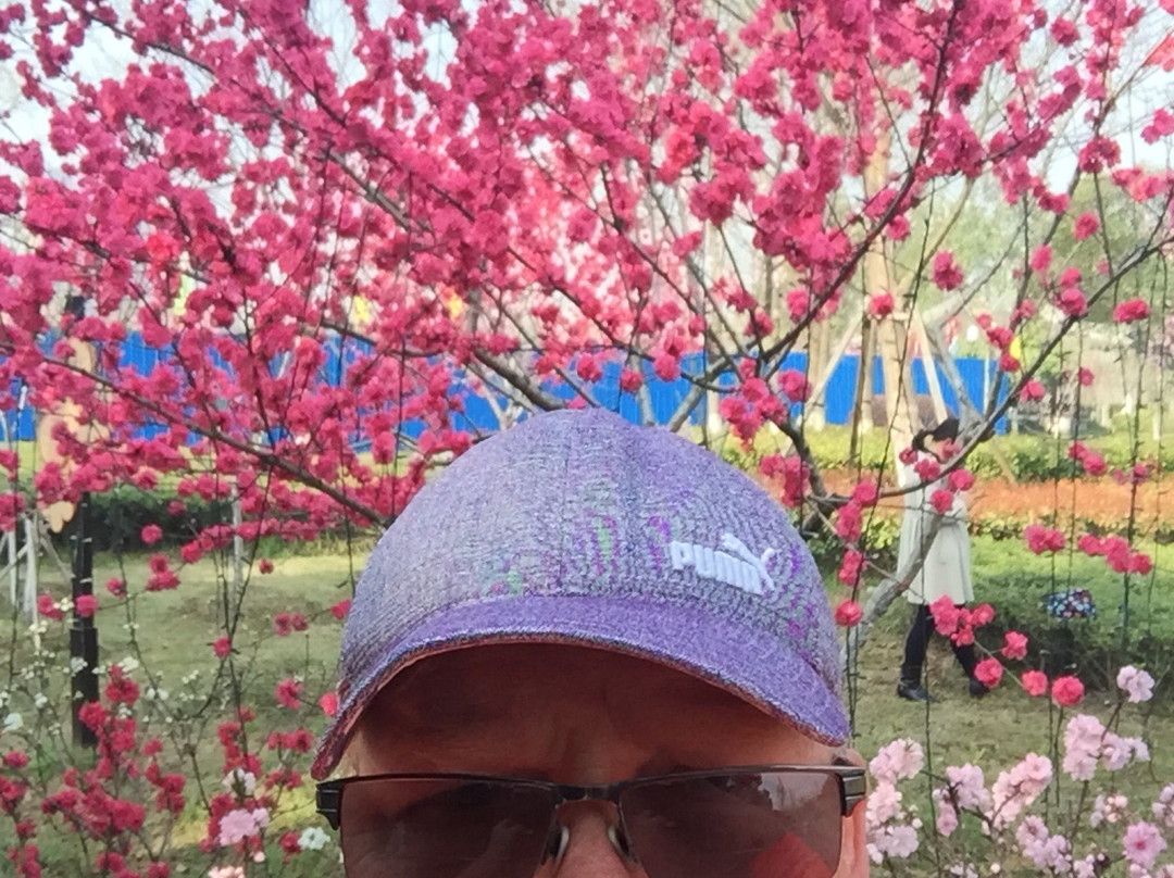 凤城桃园景点图片
