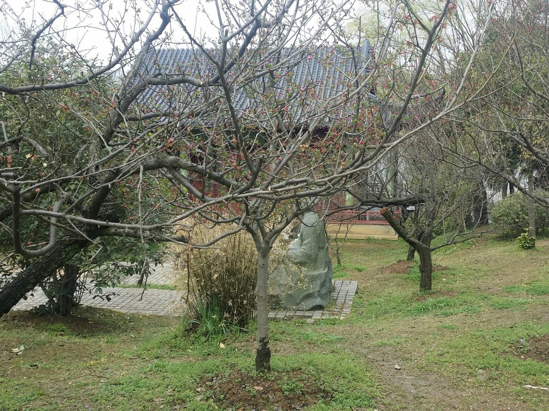 梅花山-南京市必去景点