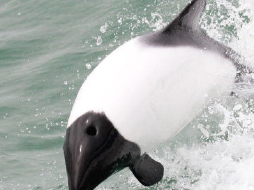 Albatross Birding & Wildlife Photography in Chile-圣地亚哥必去景点