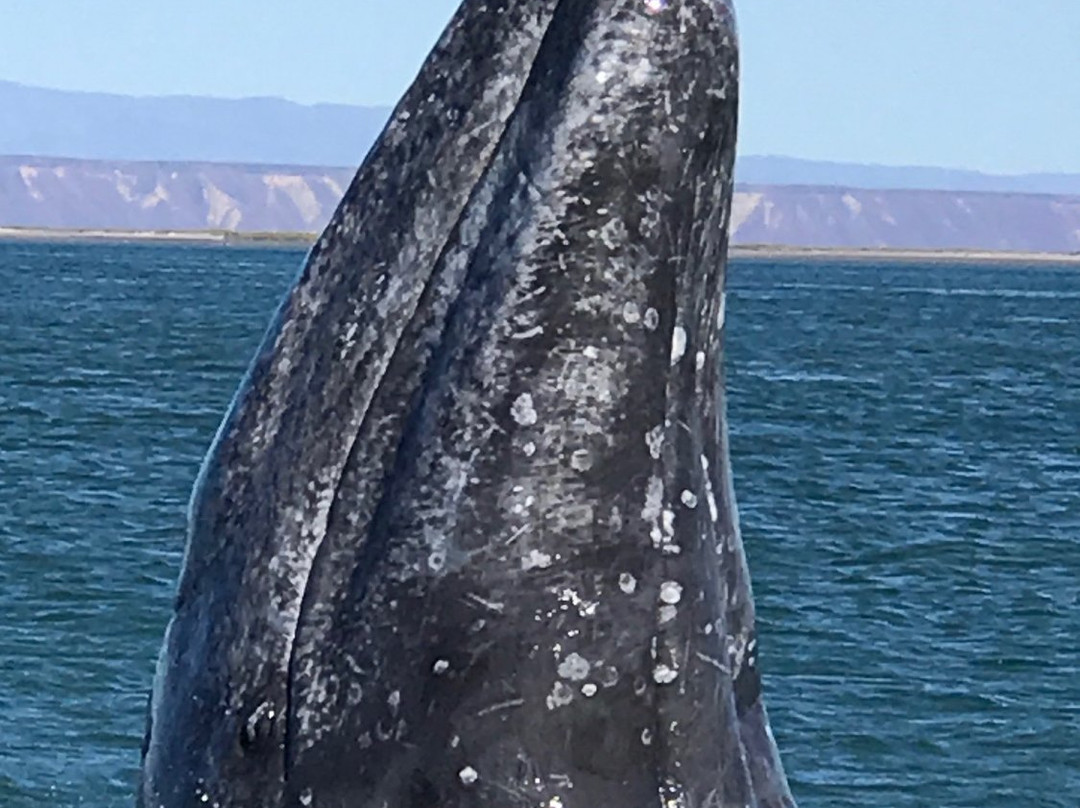 Baja Discovery-San Ignacio必去景点