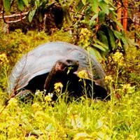 Galapagos Foodie-阿约拉港必去景点