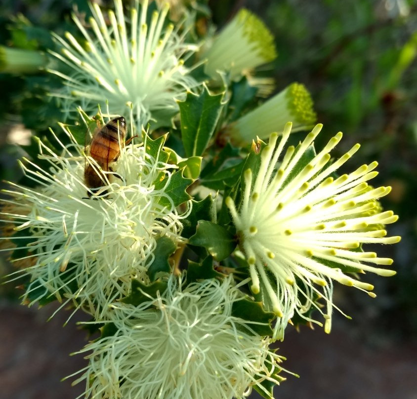 Wireless Hill Park-Ardross必去景点