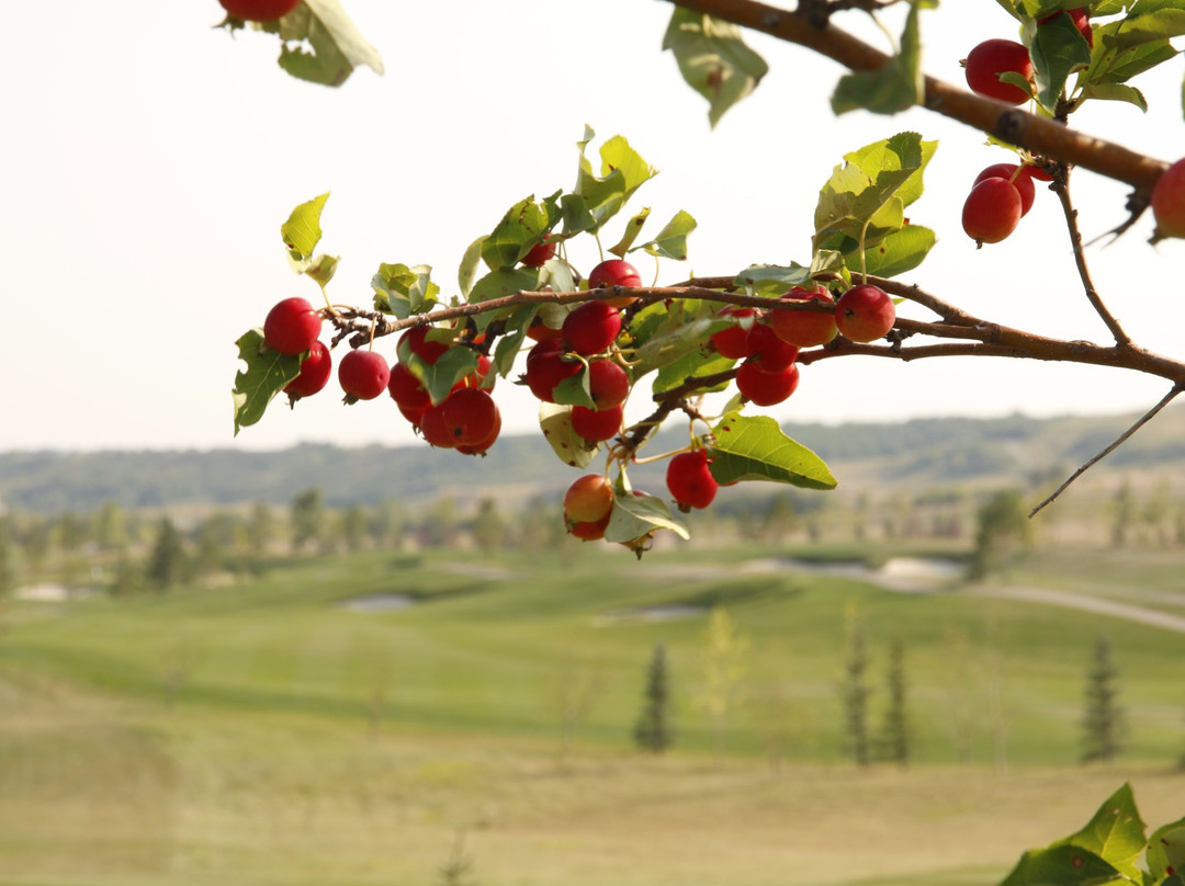 Blue Devil Golf Club-卡尔加里必去景点