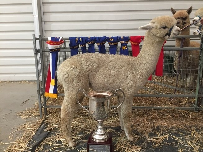 Storybook Alpacas-Bargo必去景点