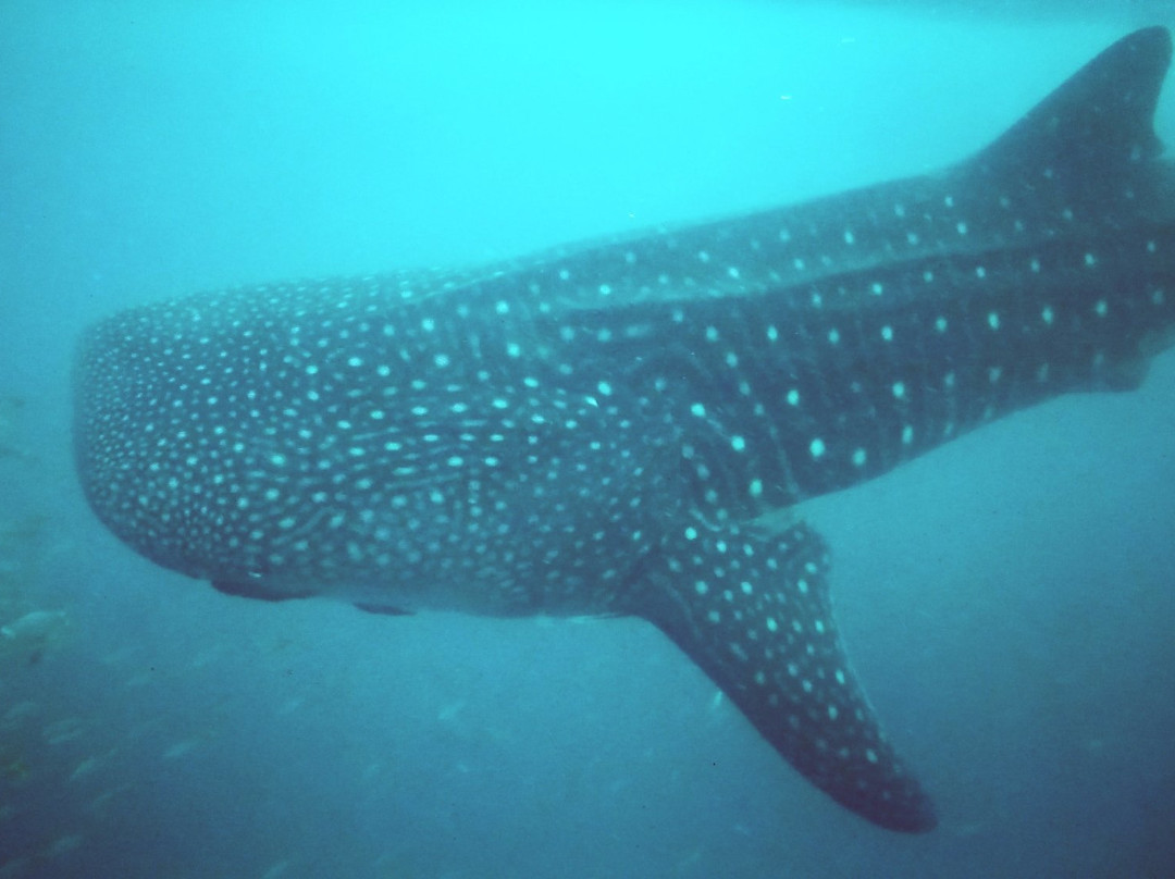 Liquid Dive Adventures-托佛必去景点