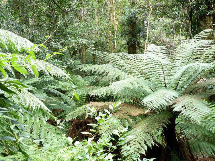 Cathedral of Ferns Walk景点图片
