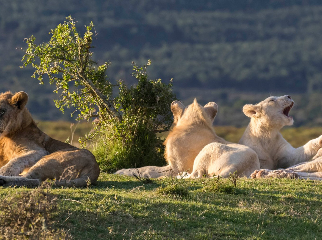 Pumba Private Game Reserve Day Safari景点图片