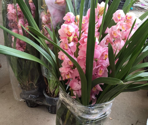 岭南花卉市场-广州市必去景点