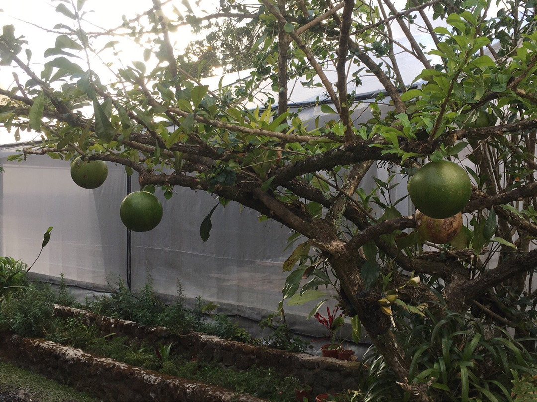 Aprovaca (The Orchid Nursery & Conservation Center)景点图片