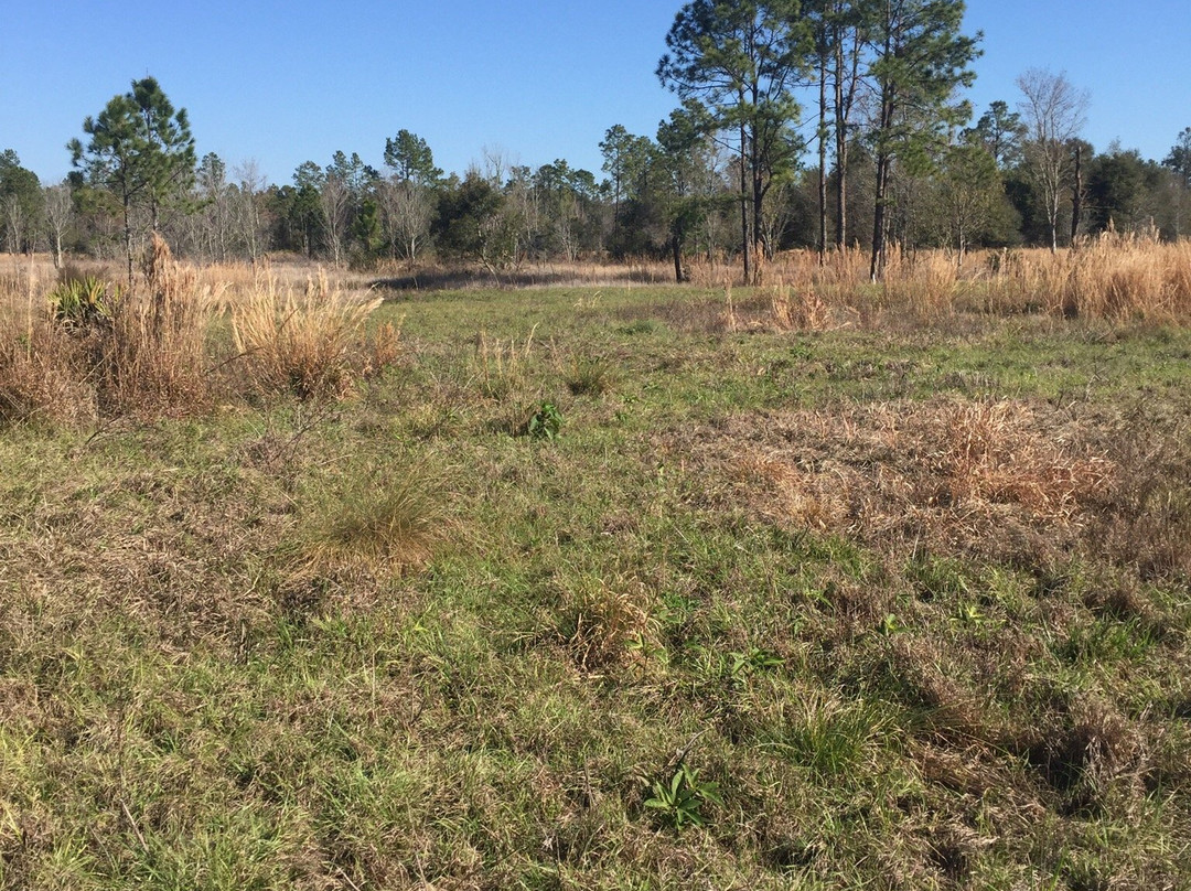 Lower Green Swamp Reserve-普兰特城必去景点