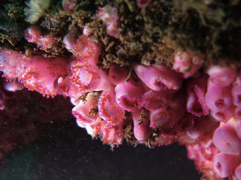 Haliotis Porto-马托西纽什必去景点