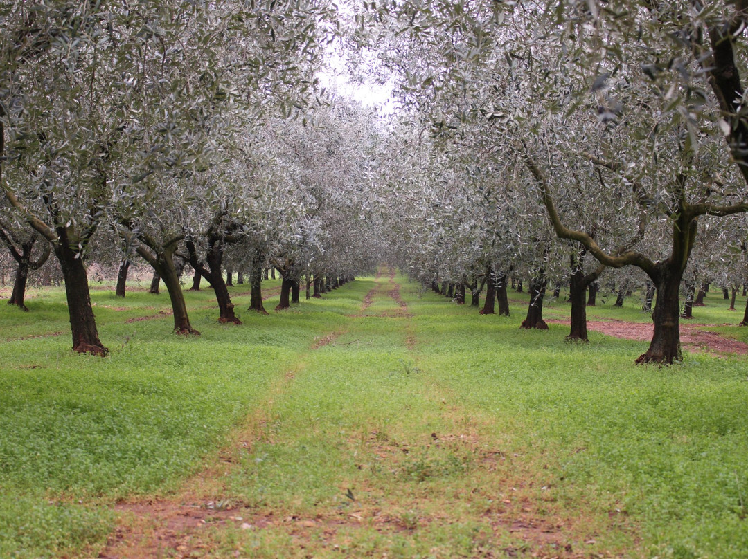 Lovrecica旅游景点-Olmuhle Al Torcio