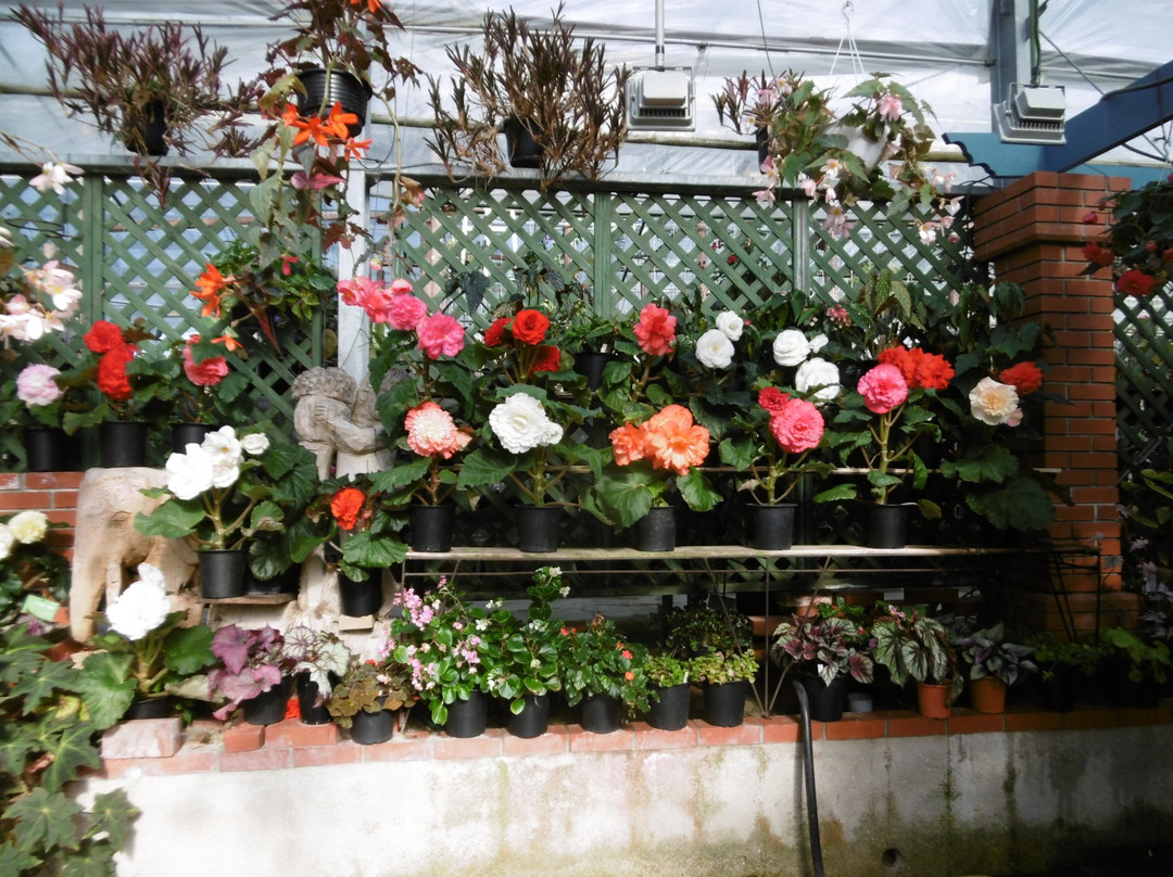 Begonia Garden-唐津市必去景点
