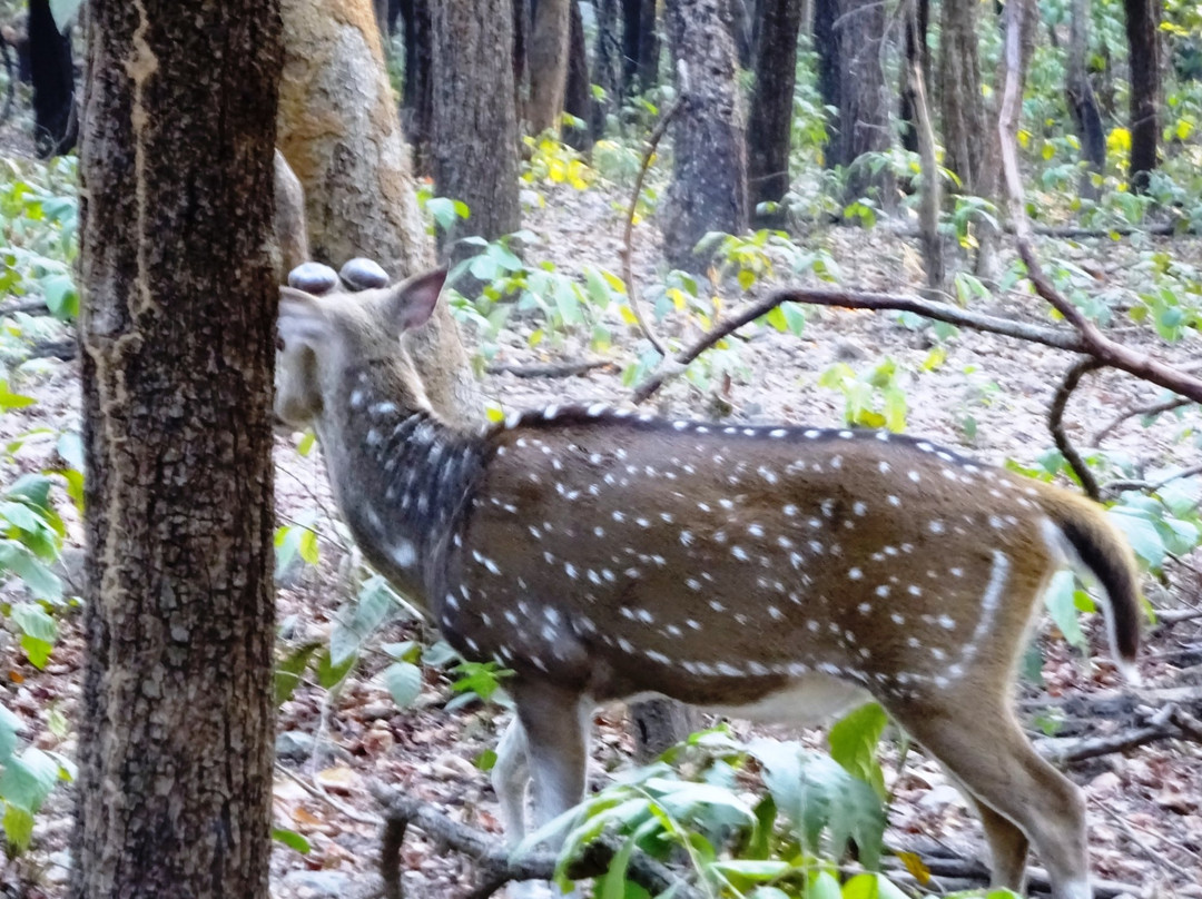 Banpukuria Deer Park景点图片