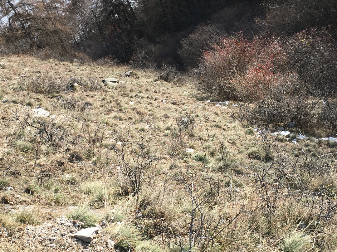 Rovina Rotund e Reichenberg-Tubre必去景点