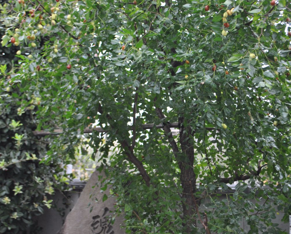 Honkouji Temple-市川市必去景点