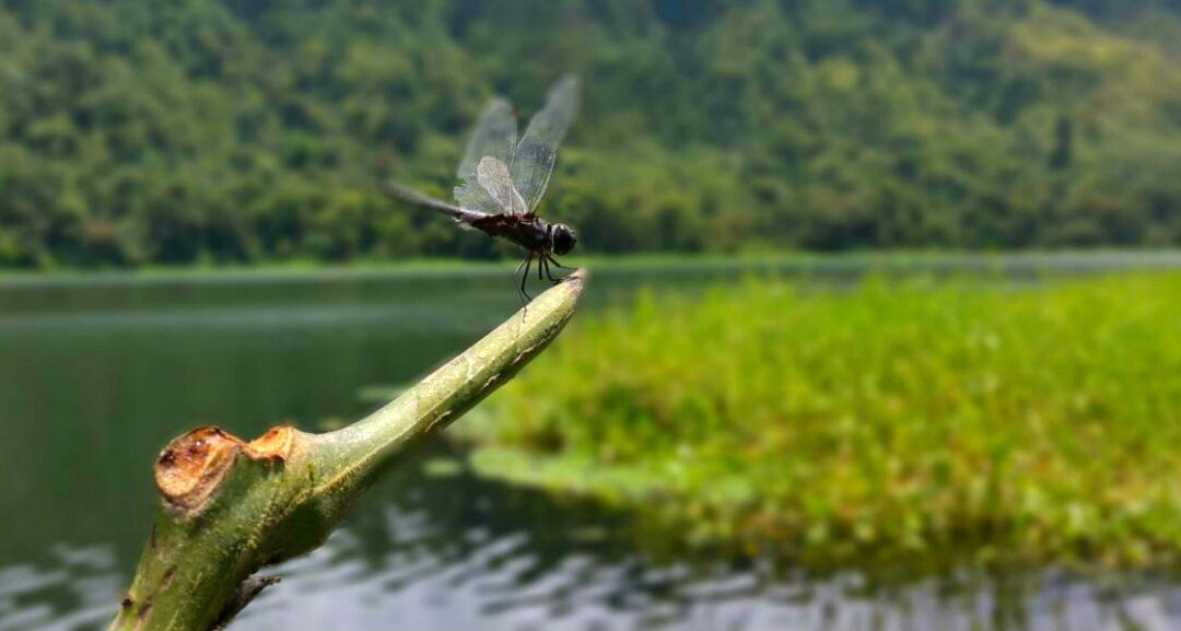Refugio de Vida Silvestre Bosque Alegre景点图片