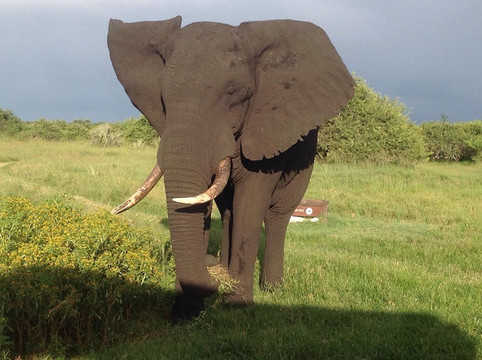 Tembe Elephant Park旅游攻略图片