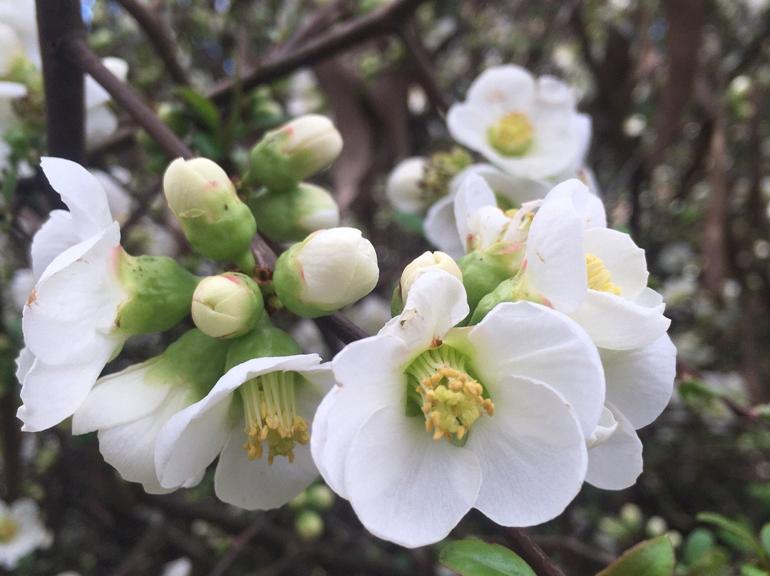 George Tindale Memorial Gardens-希尔布鲁克必去景点