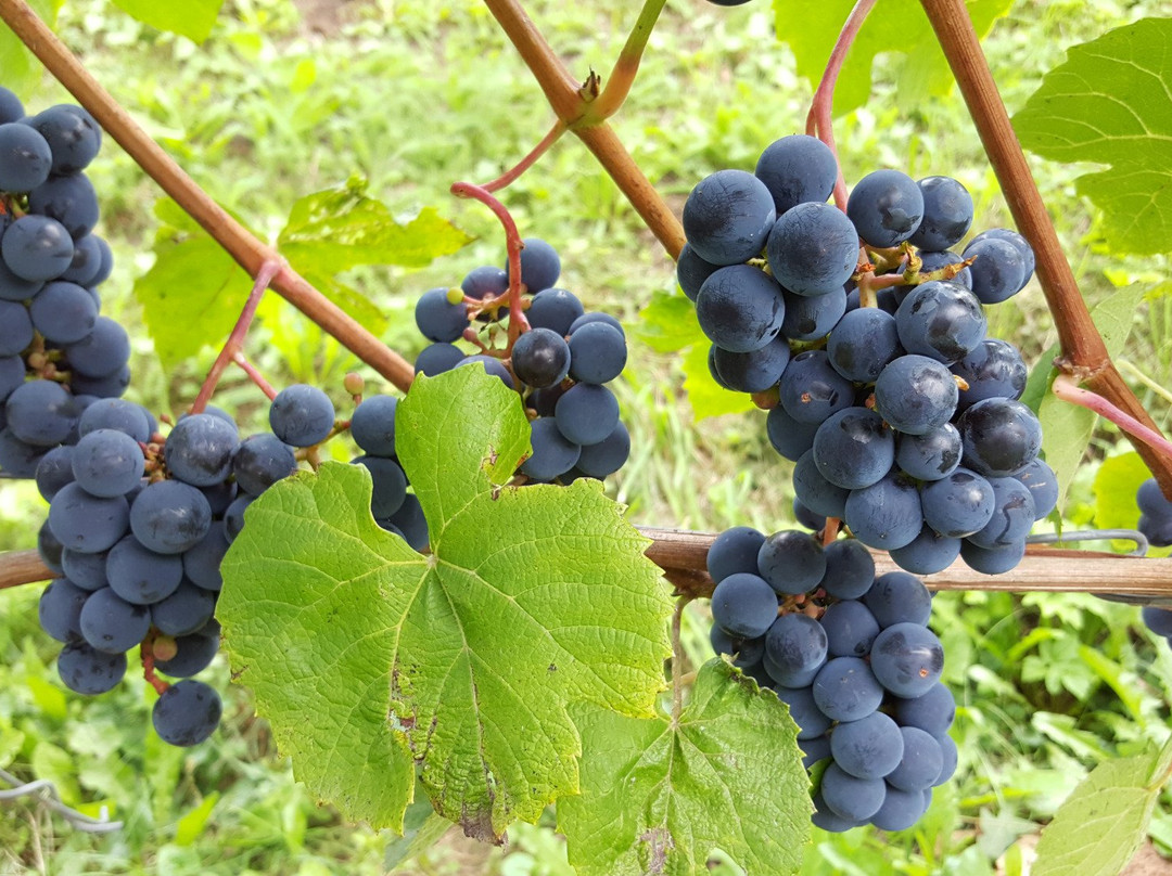 Sabile Wine Mountain-Sabile必去景点