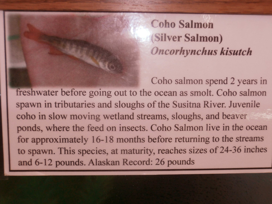 Susitna Salmon Center-塔尔基特纳必去景点