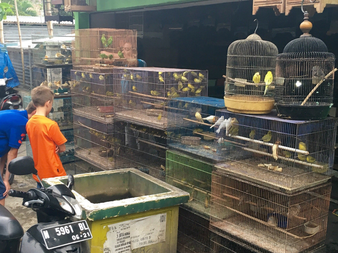Birds and Flower Market Malang-玛琅必去景点