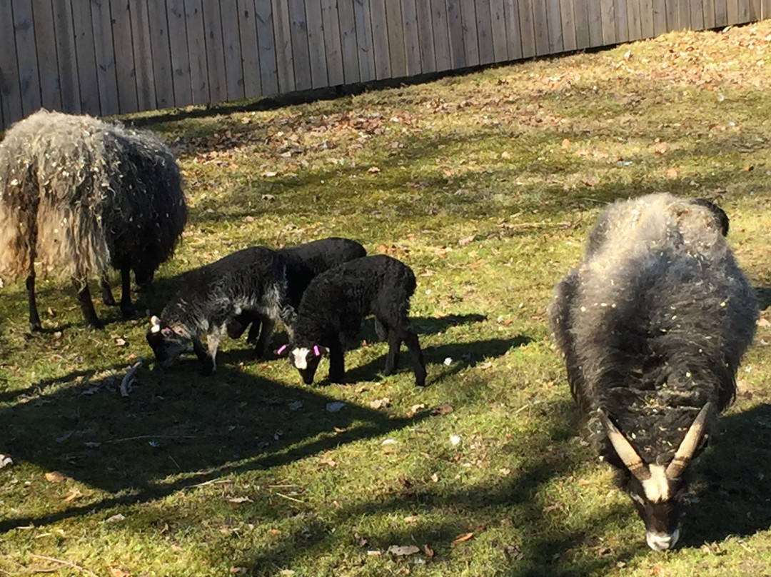 Children's Zoo-哥德堡必去景点