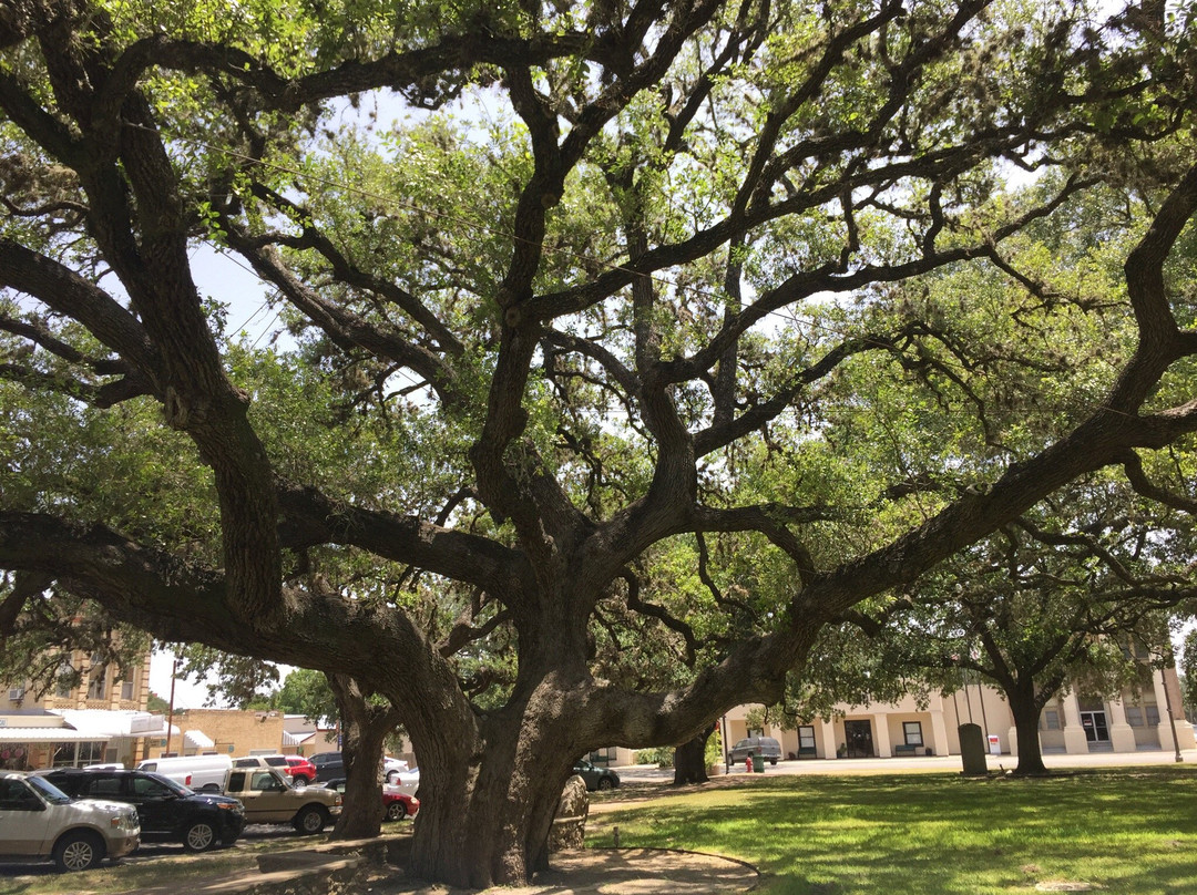 Hanging Tree-Goliad必去景点
