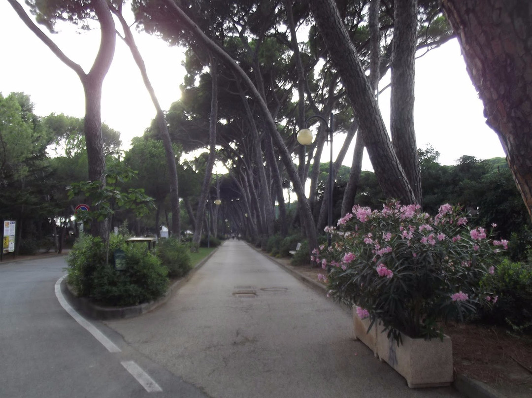 Pineta Marradi景点图片