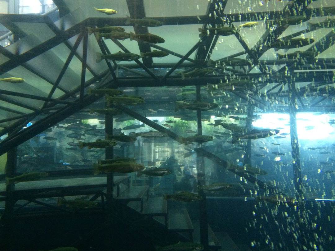 Fuji Yusui no Sato Aquarium景点图片