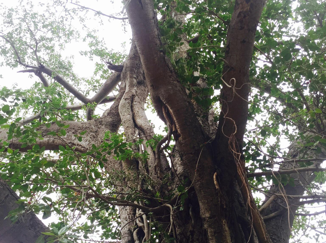 Pillamarri Banyan Tree景点图片