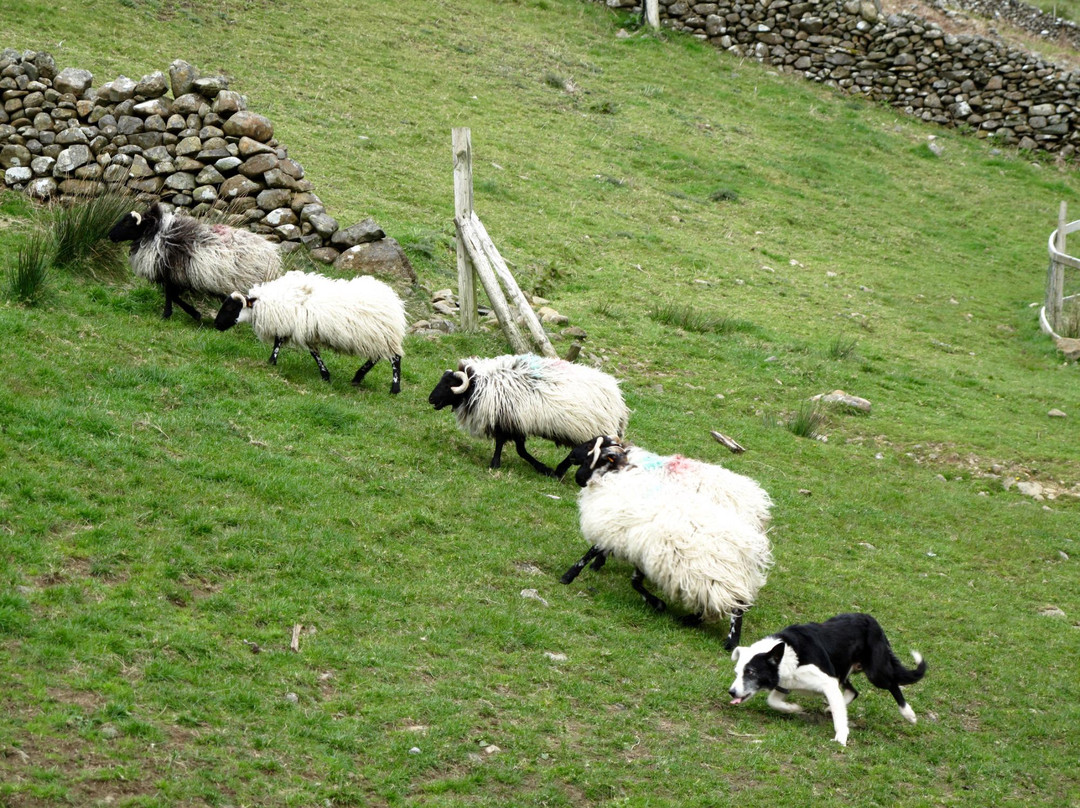 Joyce Country Sheepdogs景点图片