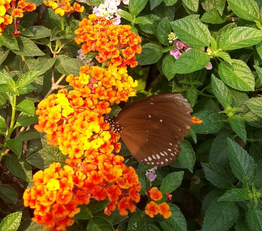 Doi Saket Orchid Farm-雷沙革必去景点