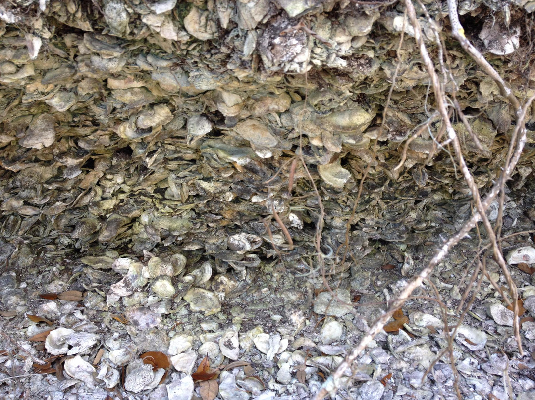 Shell Mound County Park景点图片