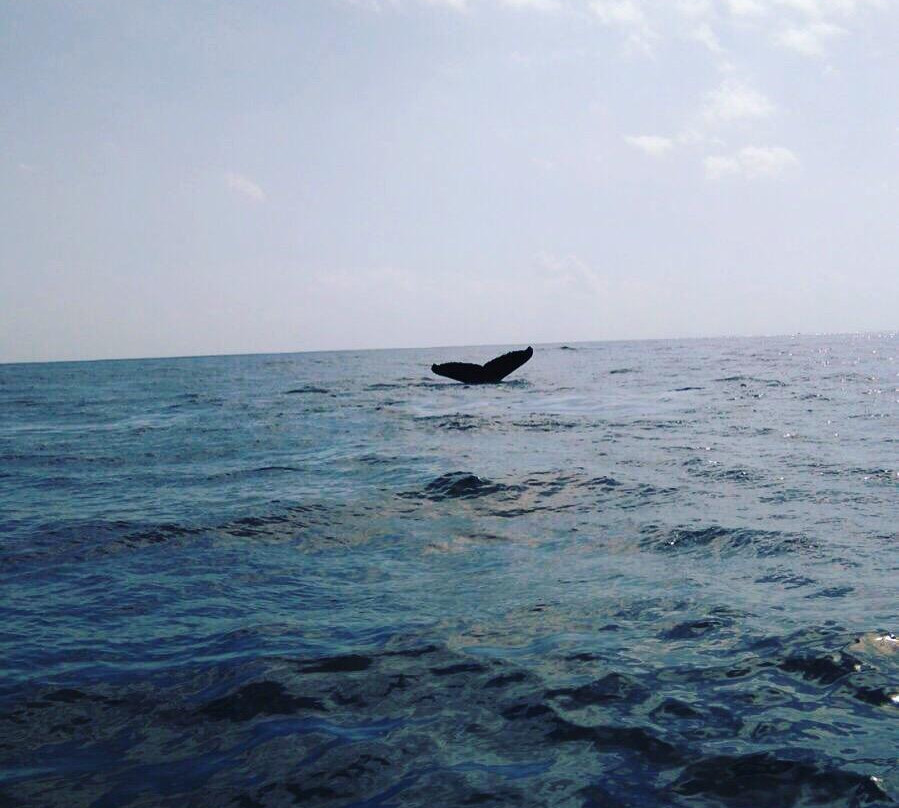 Best Vacations F&C Tours-圣多明哥必去景点