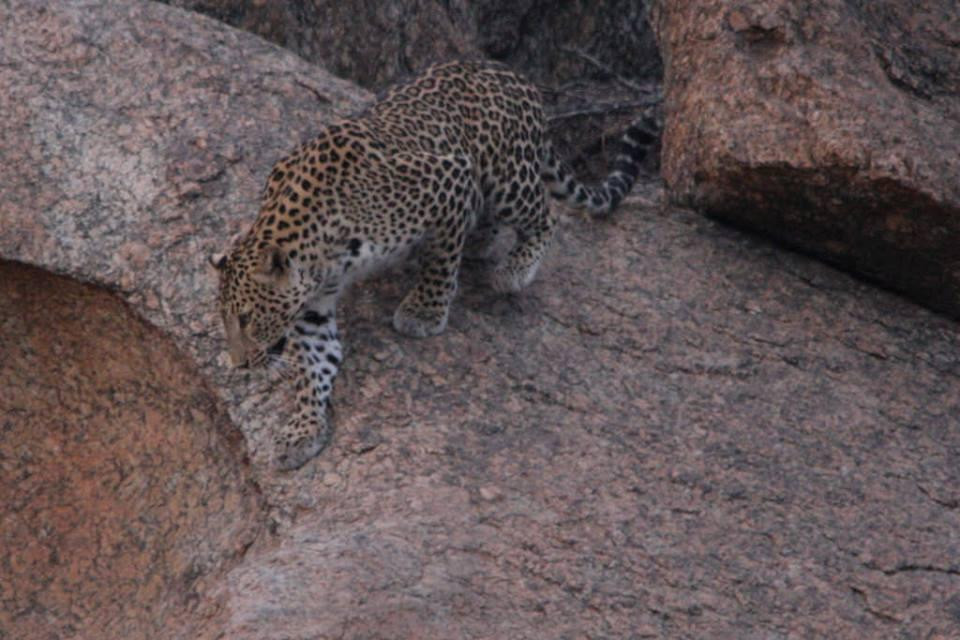 Godwad Leopard Safari Camp