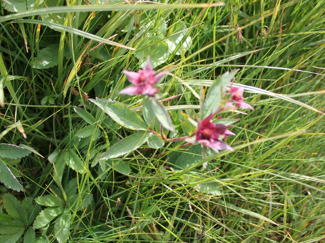 The Búlandsnes-Djupivogur必去景点