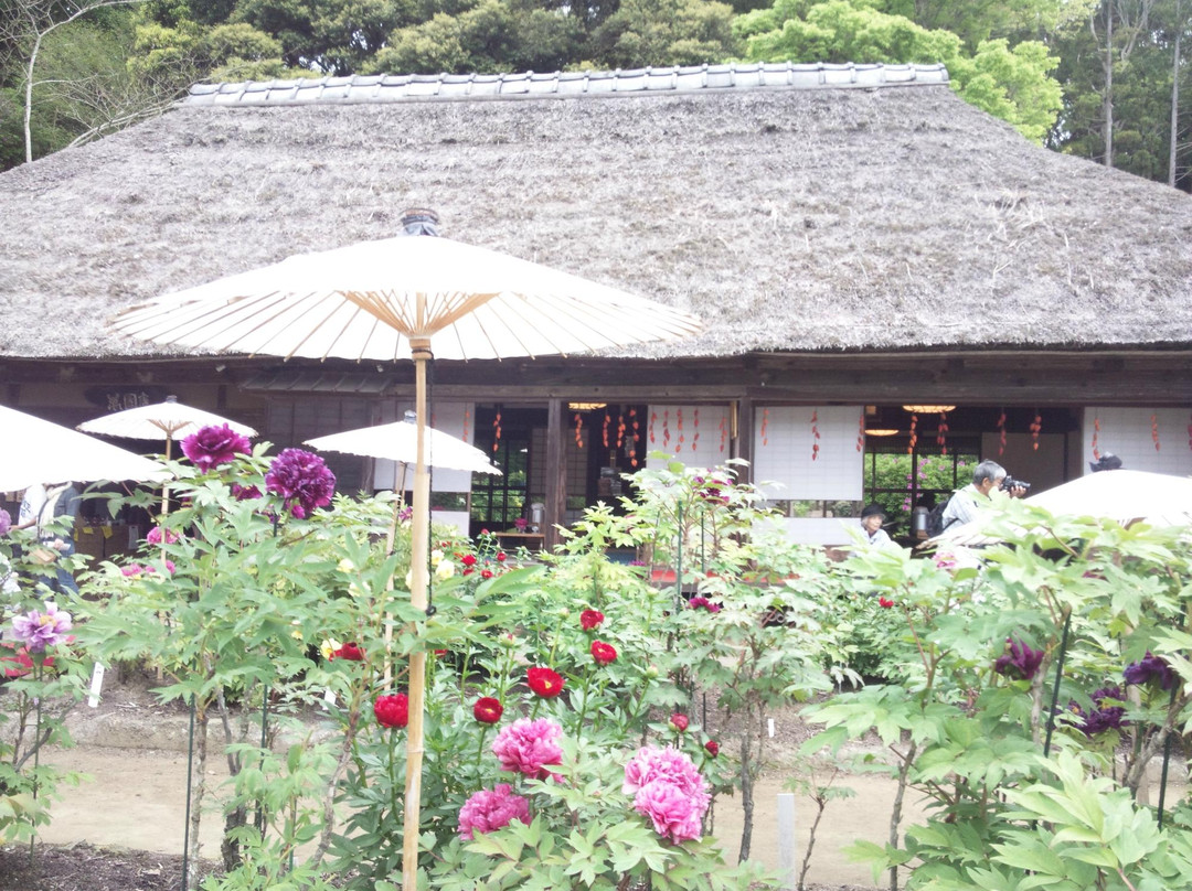 Mobara Peony Garden-茂原市必去景点