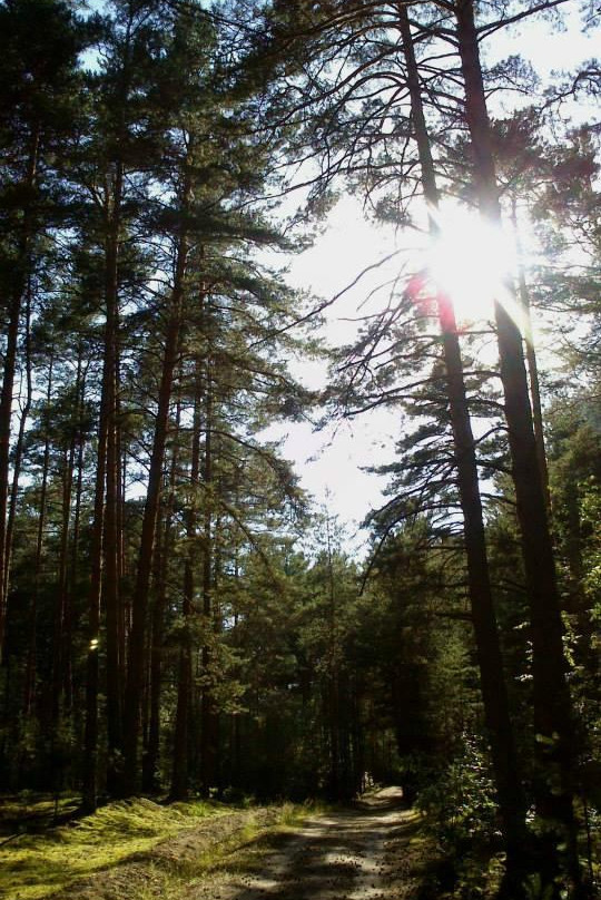 Zagorodny Park of Culture and Leisure-弗拉基米尔必去景点