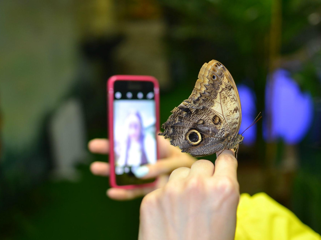 Tropical Butterfly Garden景点图片