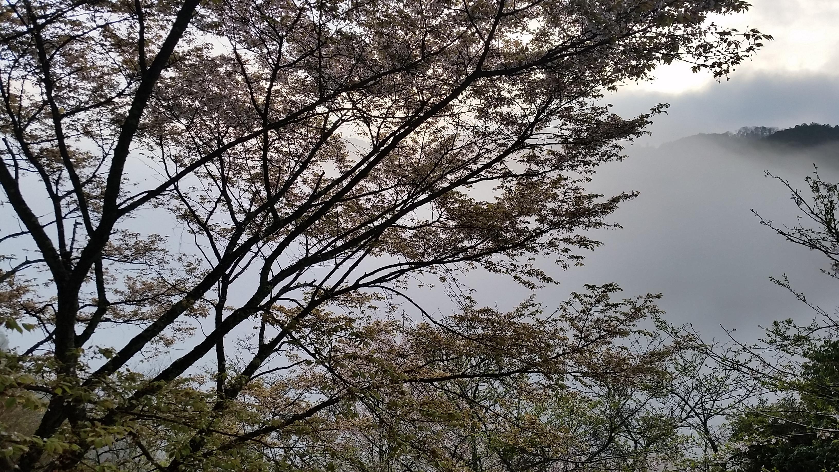 Yoshinokan-客卧