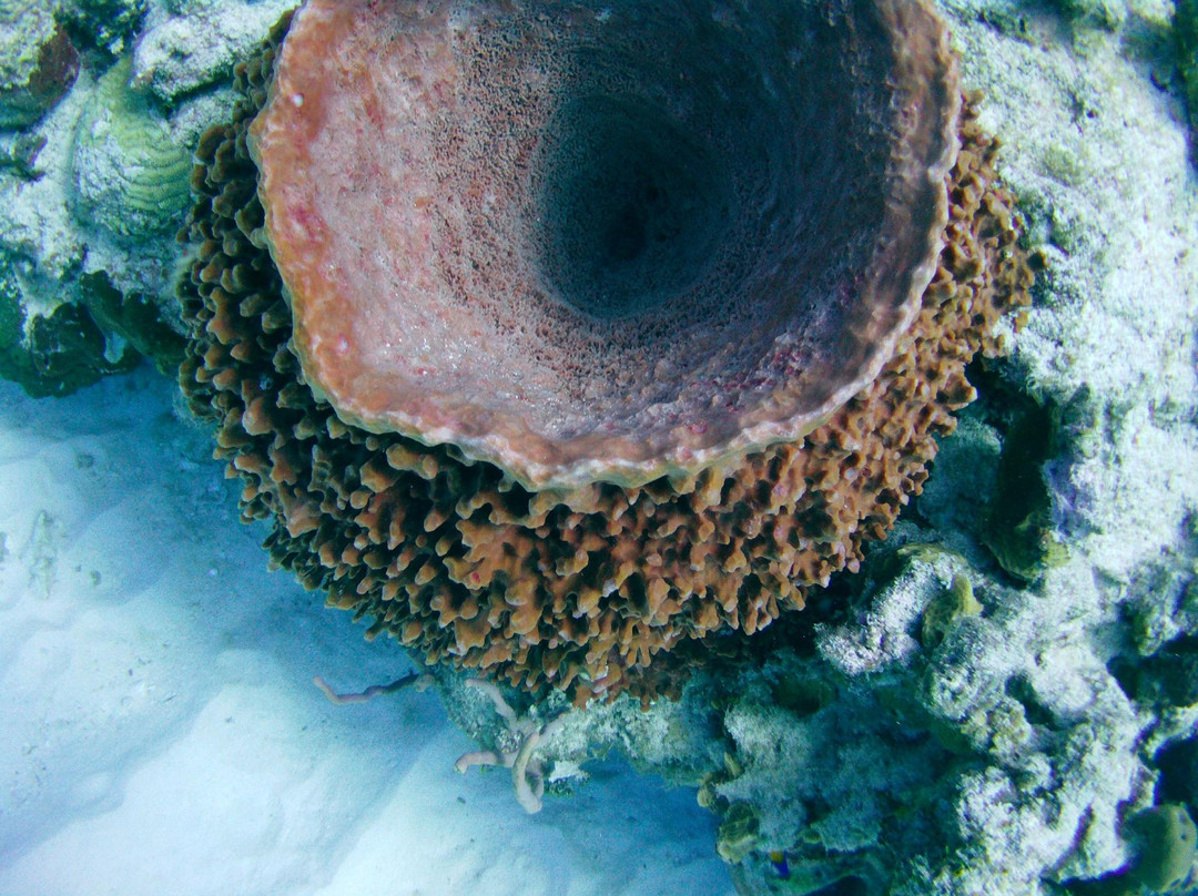 A Water Odyssey Scuba-Williamsport必去景点