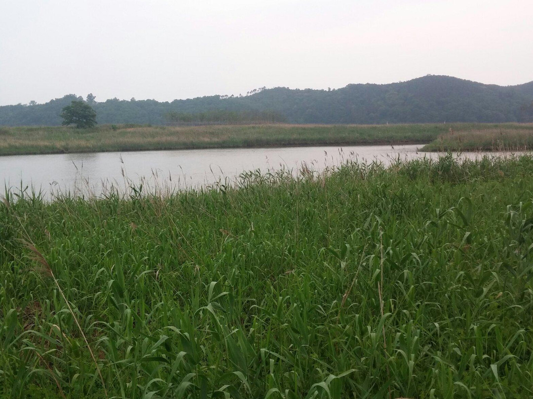 Ansan Reed Wetland-安山市必去景点