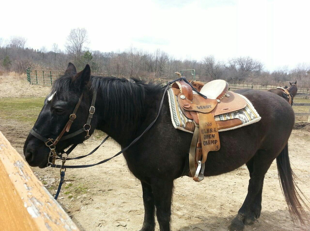 Maybury Riding Stable-诺斯维尔必去景点