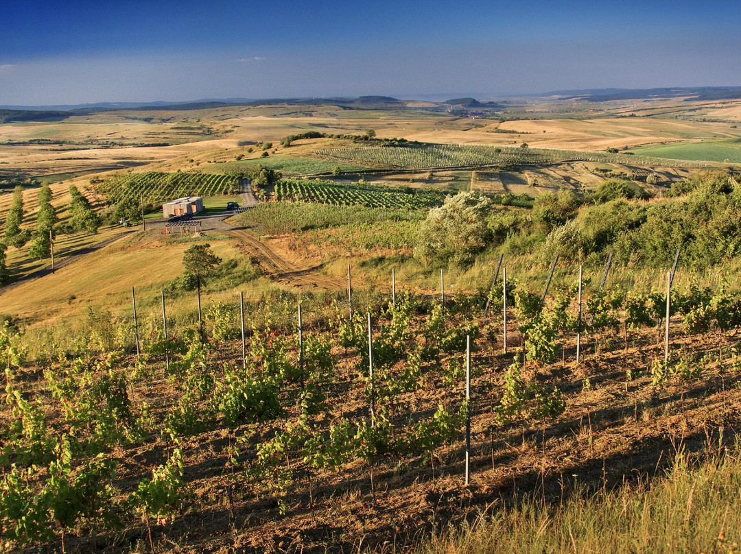 Liliac Winery景点图片