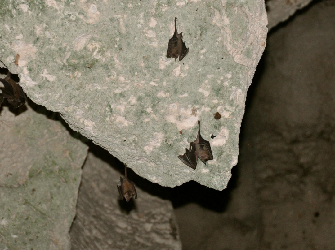 The Caves of New Providence景点图片