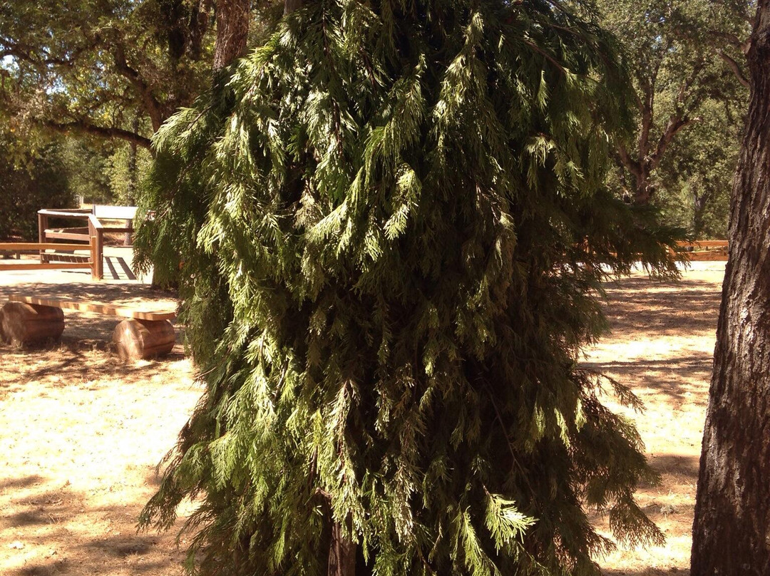 Indian Grinding Rock State Historic Park-Pine Grove必去景点