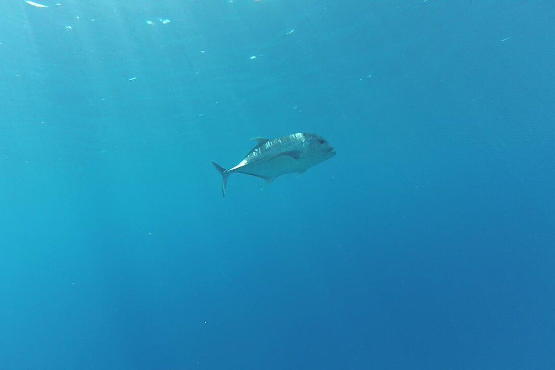 dive1one-沙姆沙伊赫必去景点